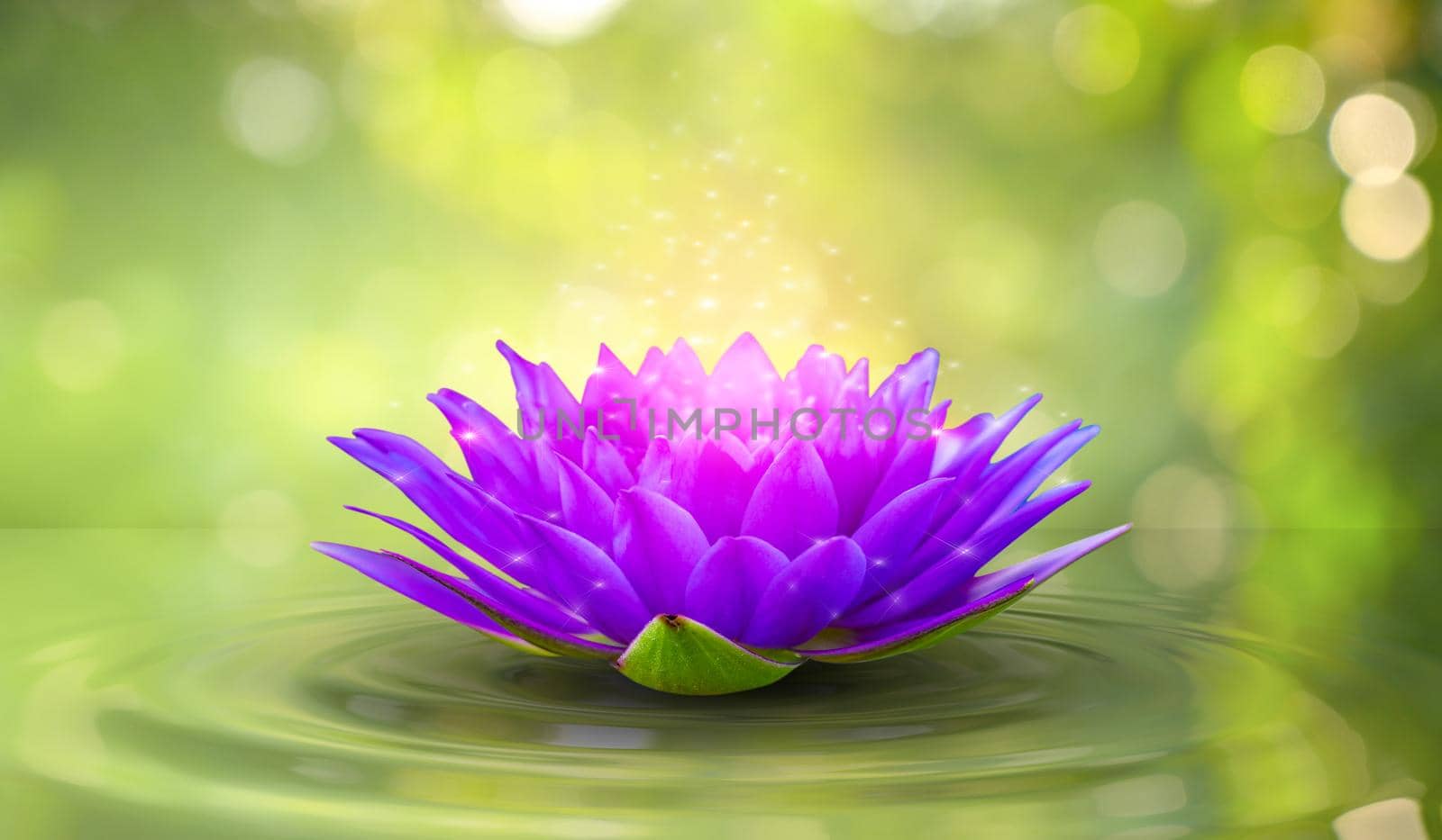 lotus white light purple floating light sparkle background by sarayut_thaneerat