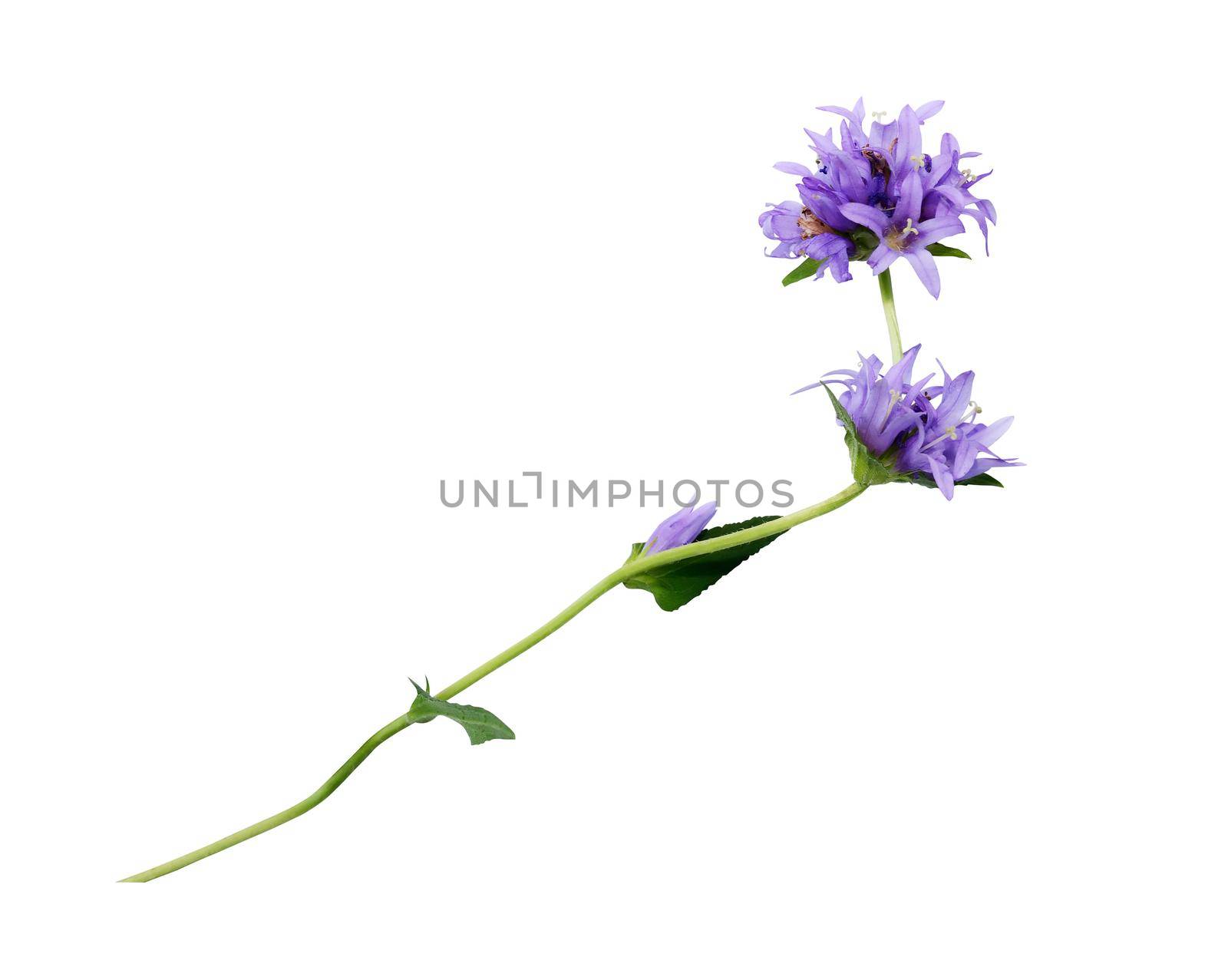 Nice blue wild flower isolated on white background with clipping path