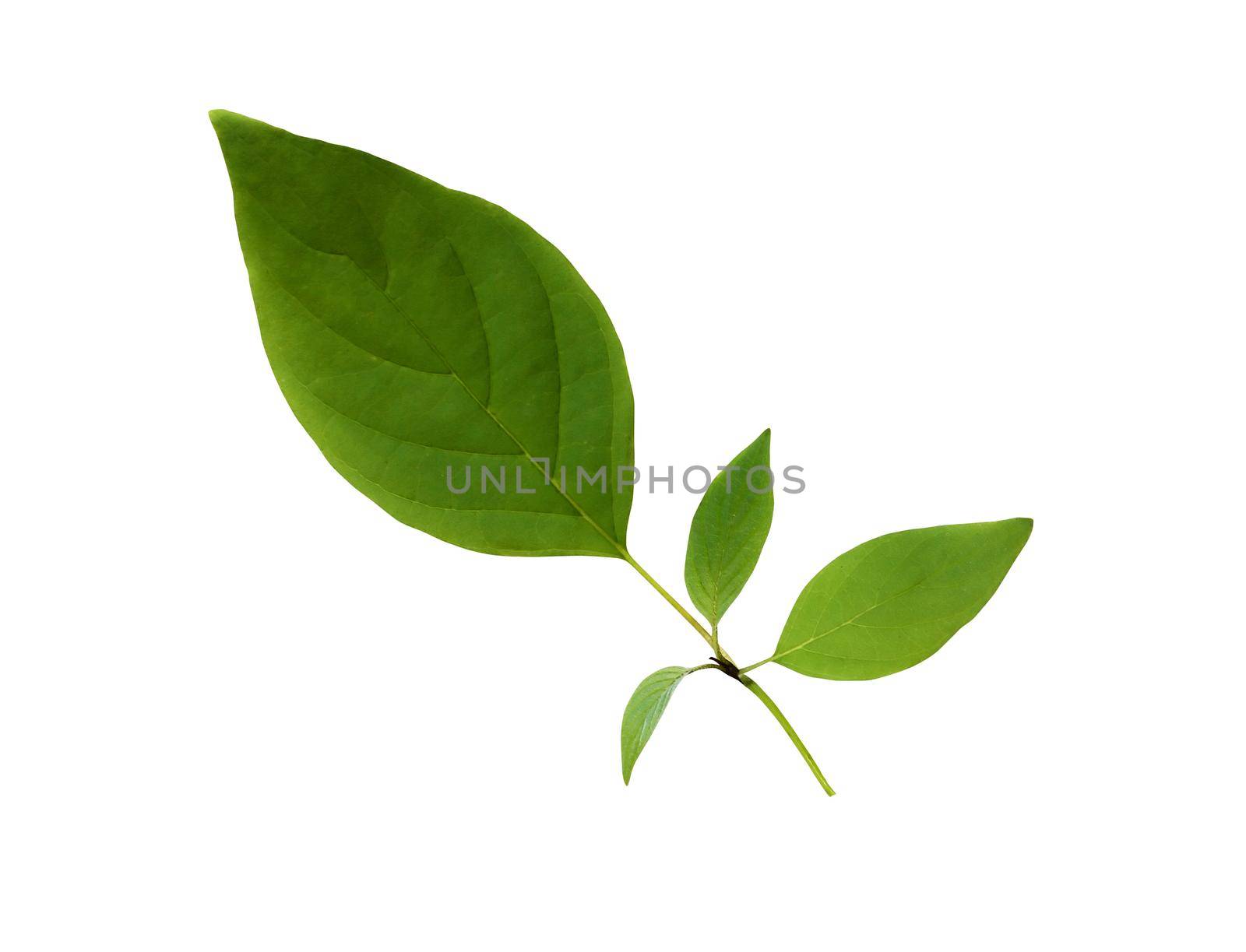Freshness green leaf isolated on white background with clipping path