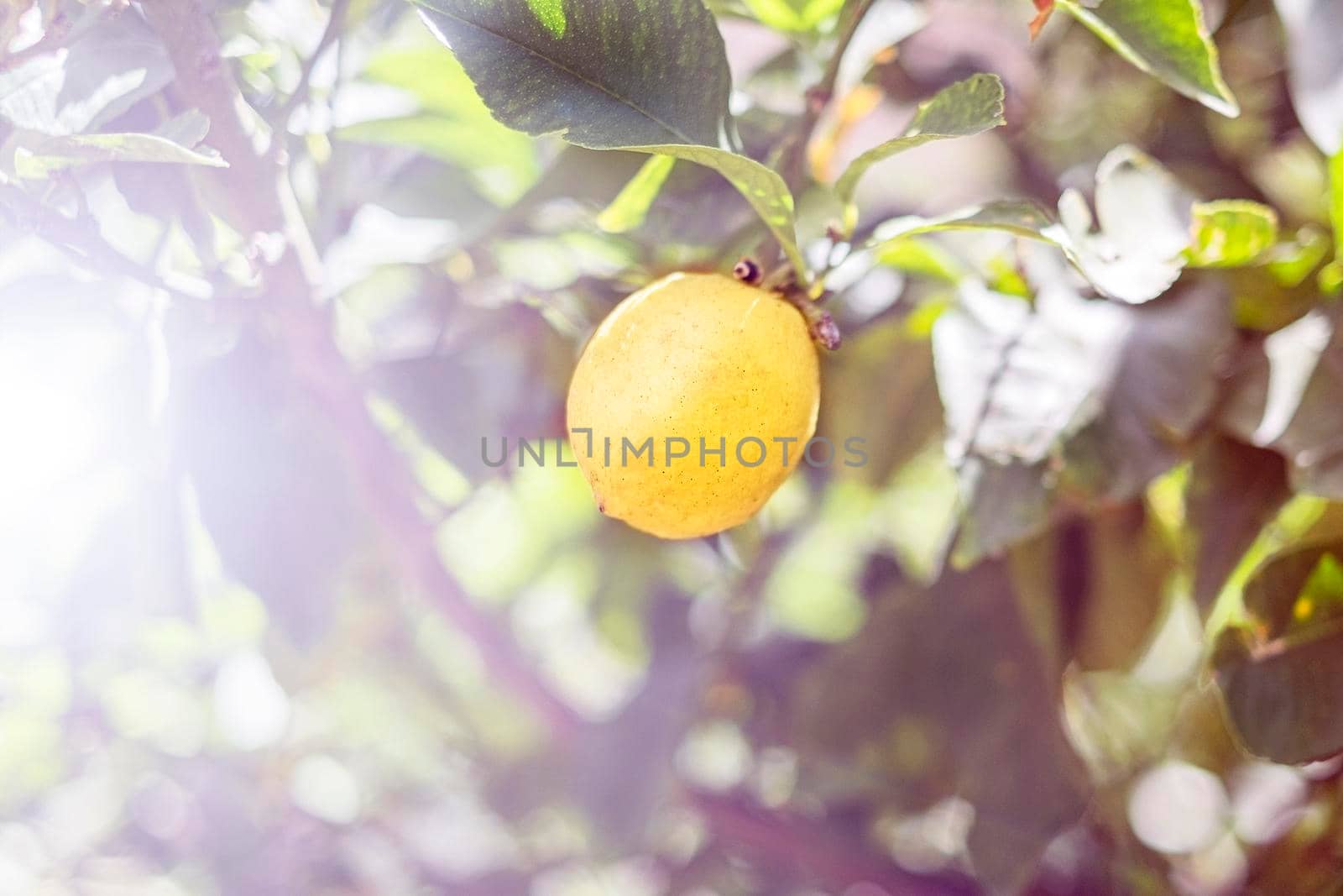 Ripe lemon hangs on tree branch in sunshine. Closeup, copy space