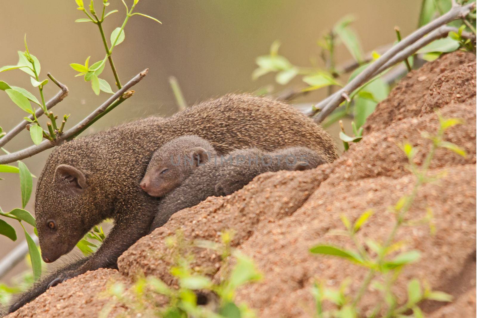 Dwarf Mongoose (Helogale parvula) mother with sleeping baby 13815 by kobus_peche
