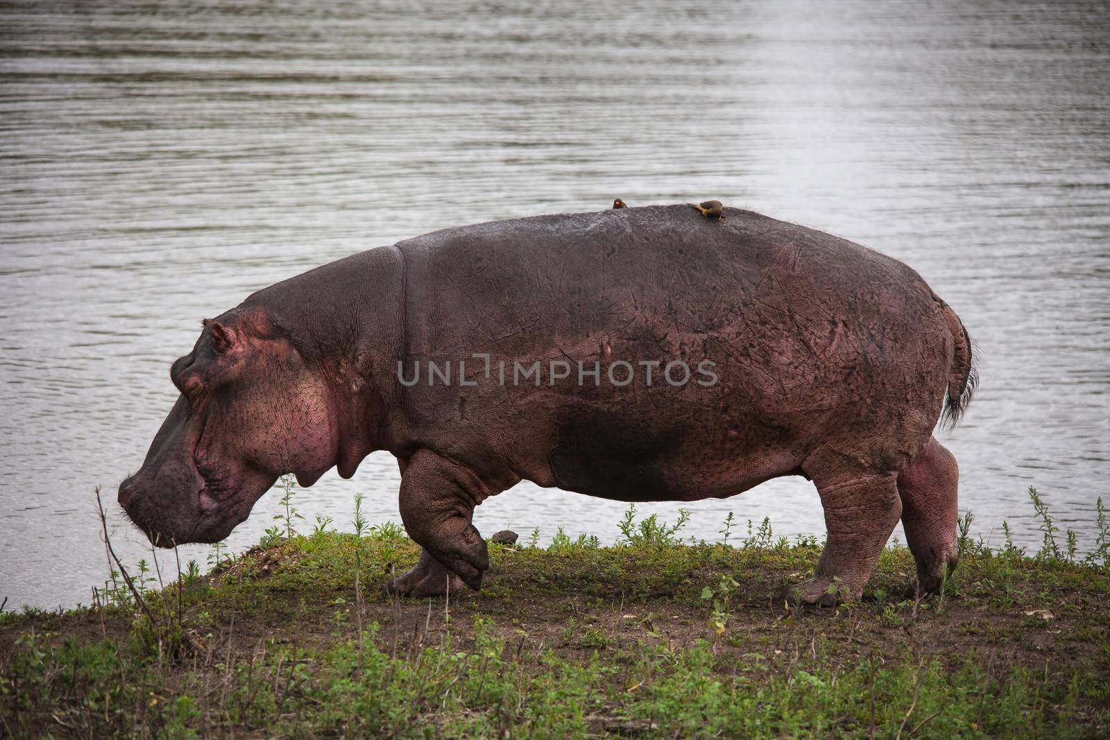 Hippopotamus (Hippopotamus amphibius) grazing at the water's edge in Kruger National Park. South Africa