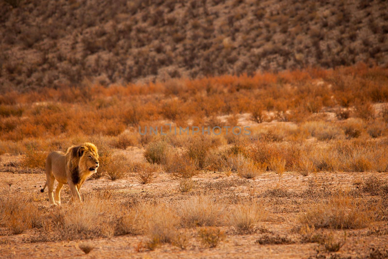 Kalahari Lion (Panthera leo) 5119 by kobus_peche