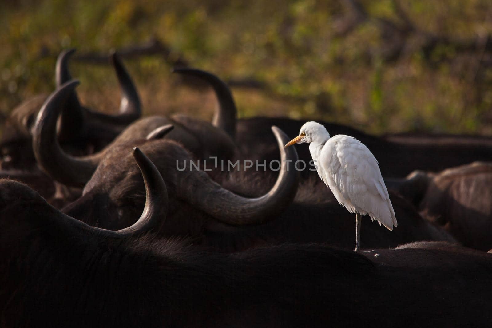 White Egret on Black Buffalo 14779 by kobus_peche