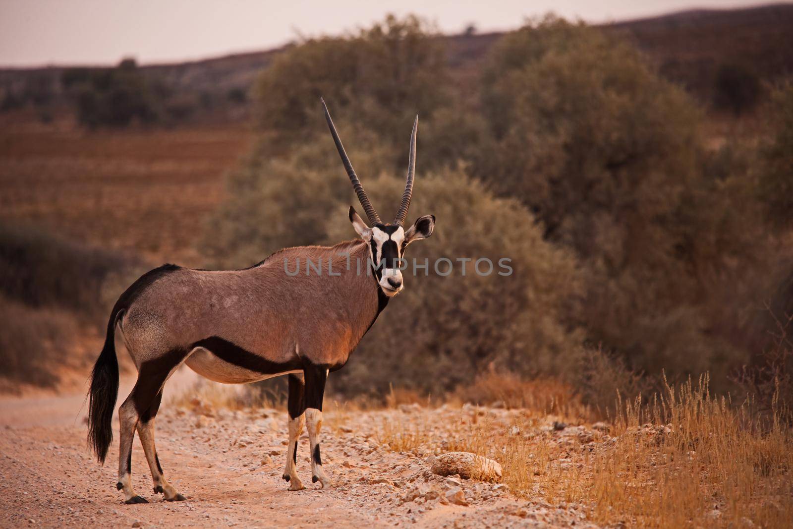 Lone Kalahari Oryx 5099 by kobus_peche