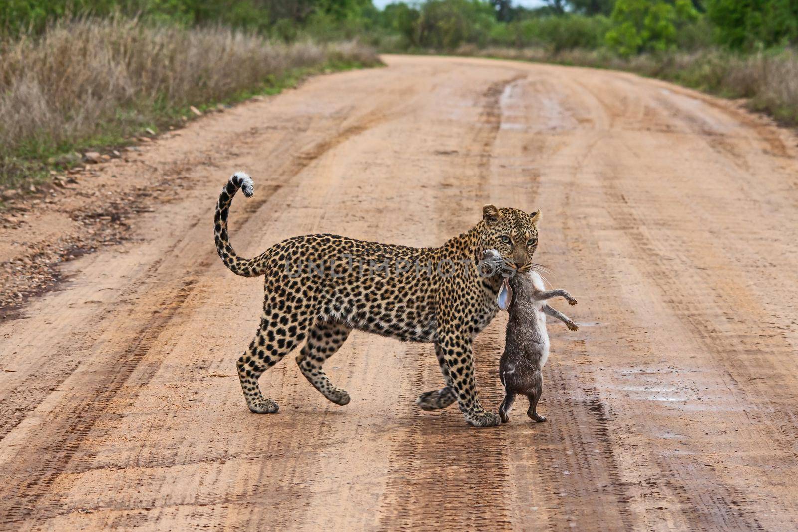 Leopard (Panthera pardus) with Scrub Hare (Lepus saxatilis) prey 15170 by kobus_peche