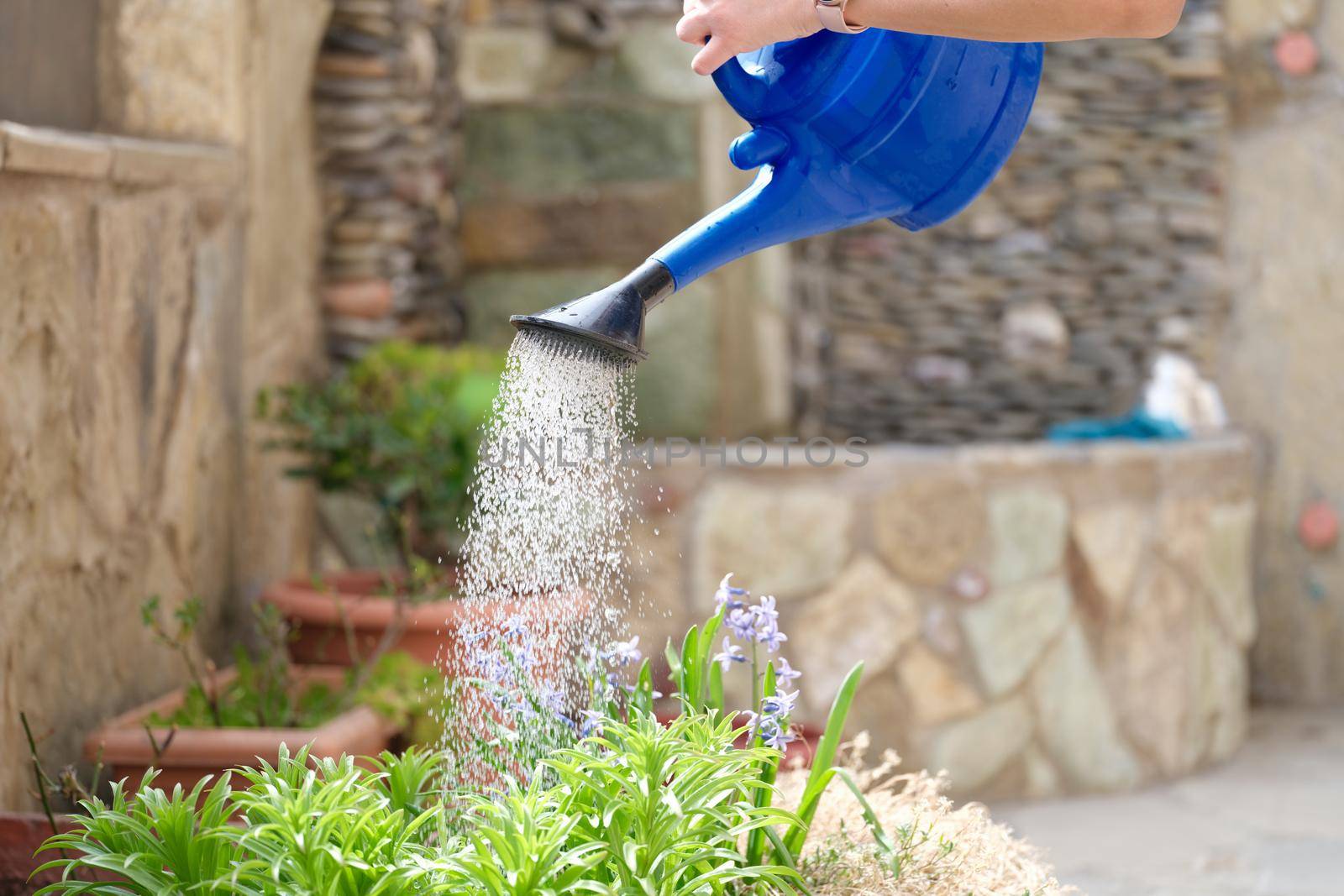 Closeup of water pouring from watering can into flower bed. Flower garden care concept