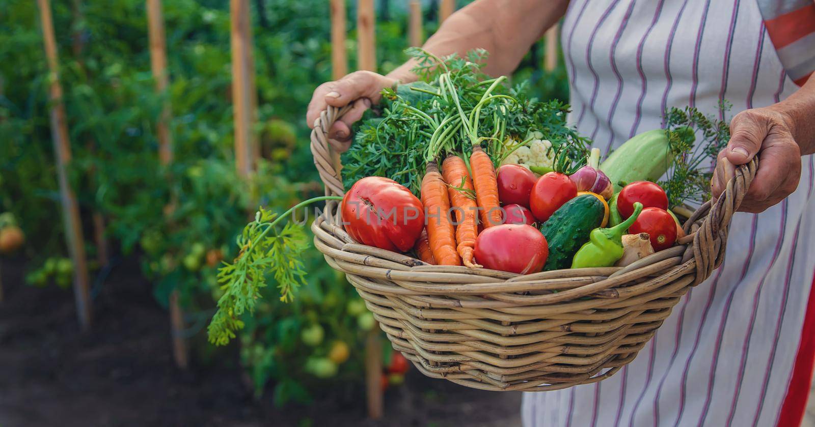 Senior woman harvesting vegetables in the garden. Selective focus. Food.