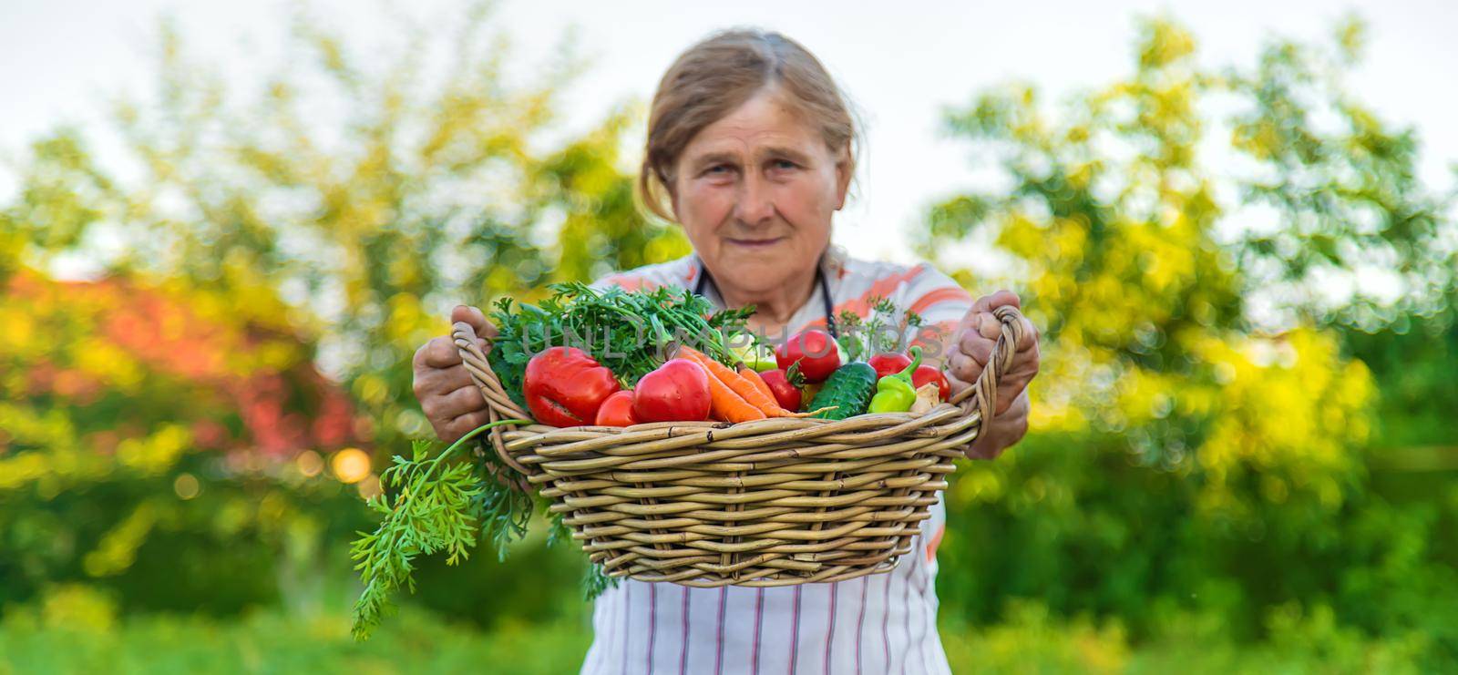 Senior woman harvesting vegetables in the garden. Selective focus. Food.