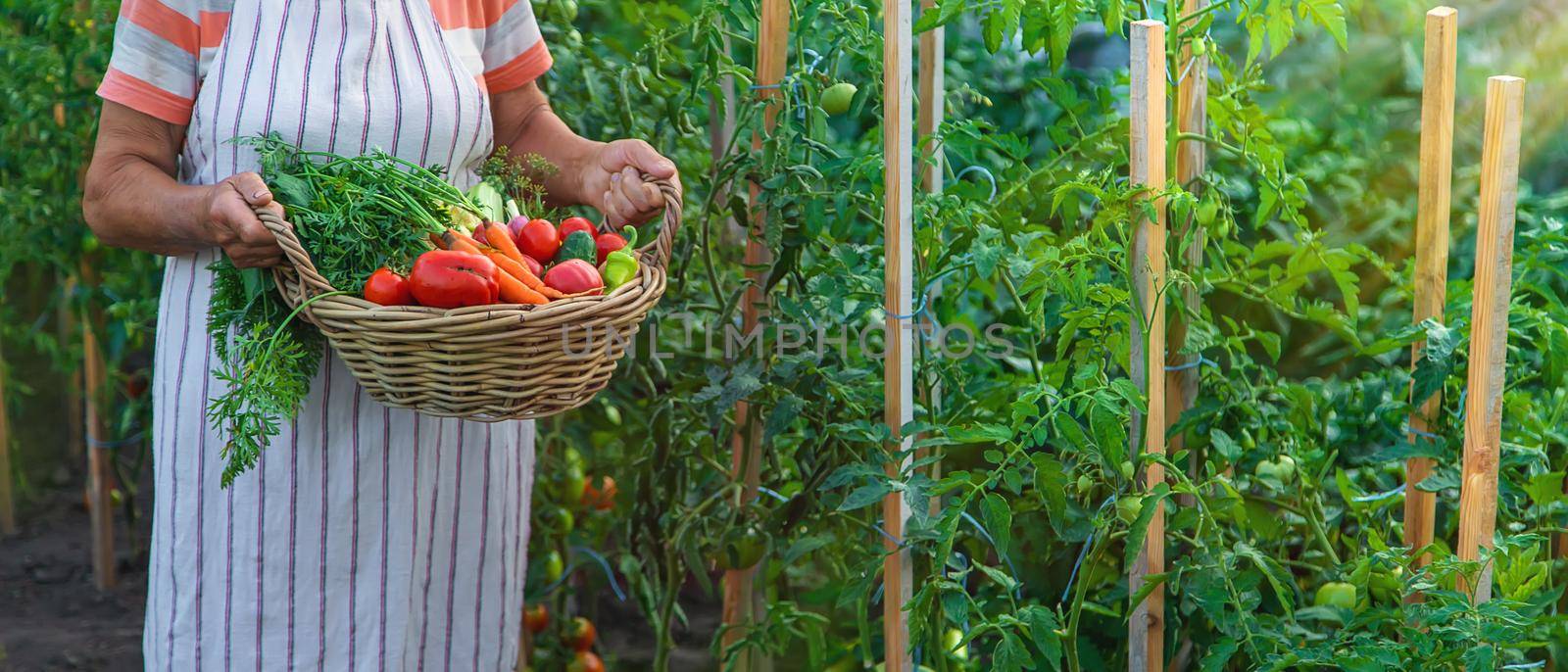 Senior woman harvesting vegetables in the garden. Selective focus. by yanadjana