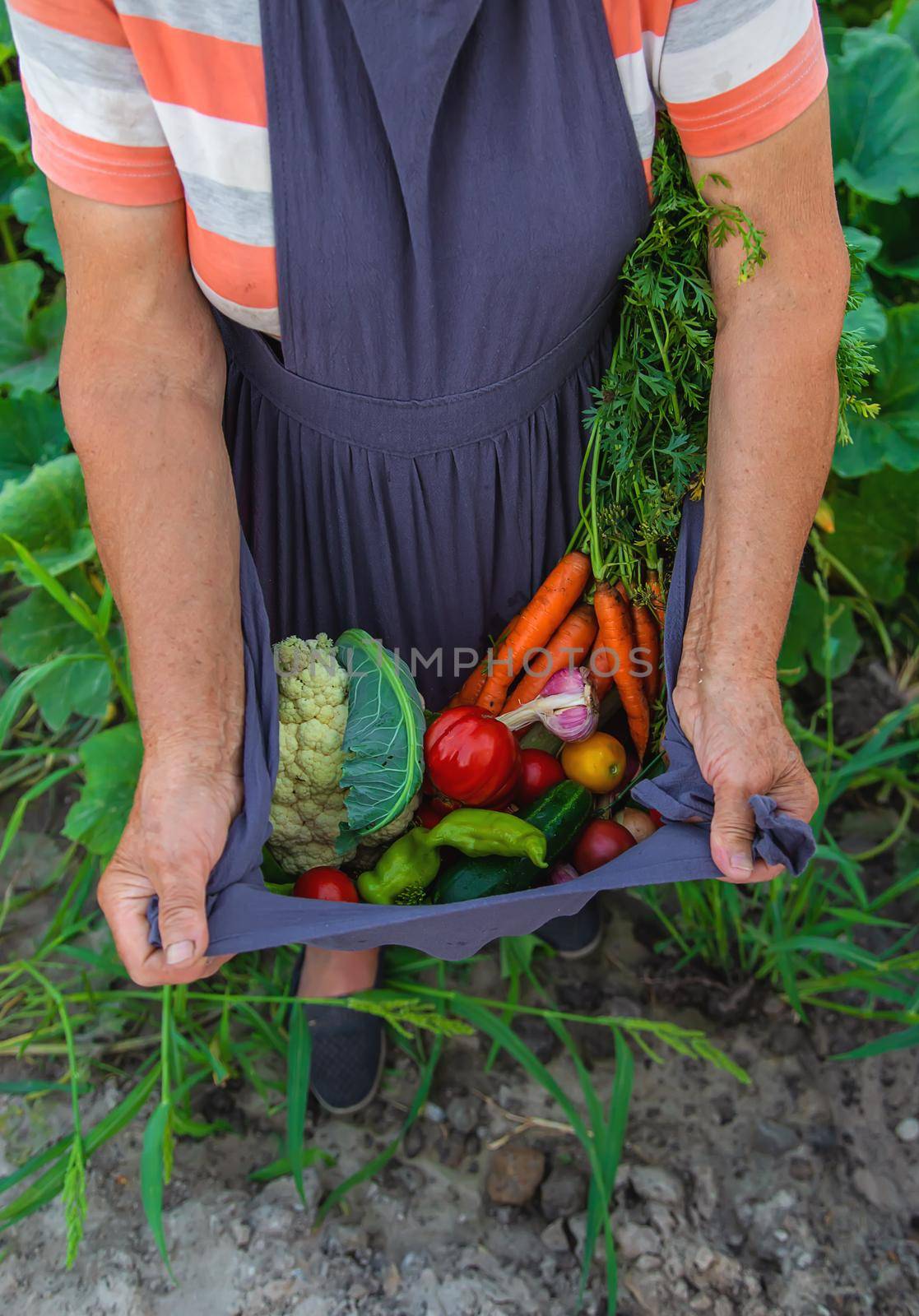 Senior woman harvesting vegetables in the garden. Selective focus. Food.