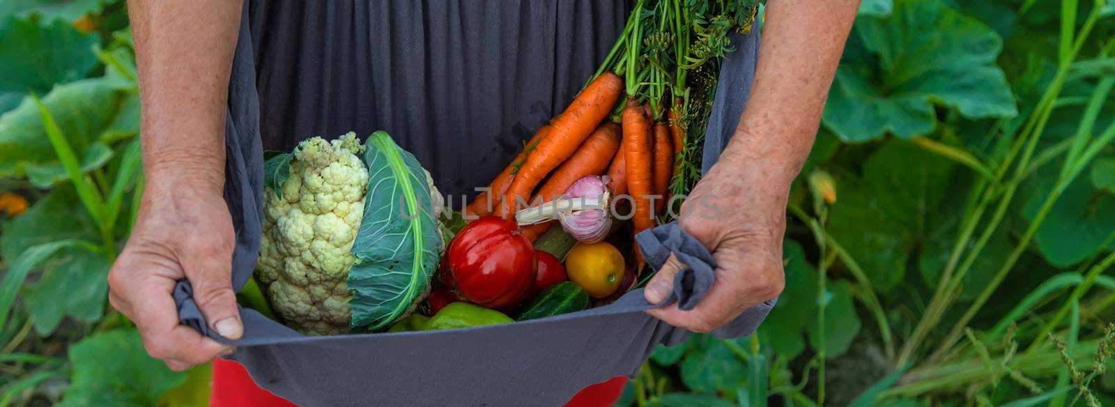 Senior woman harvesting vegetables in the garden. Selective focus. Food.