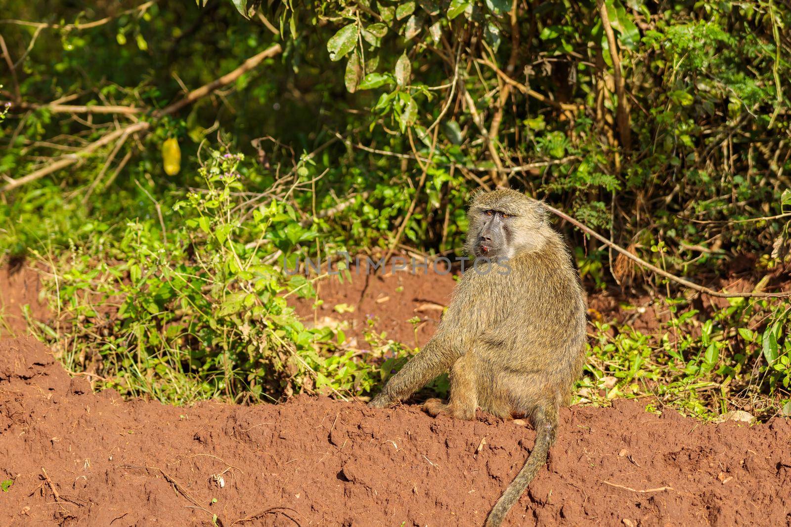 One monkey on grassland in Africa, copy space by Yaroslav_astakhov