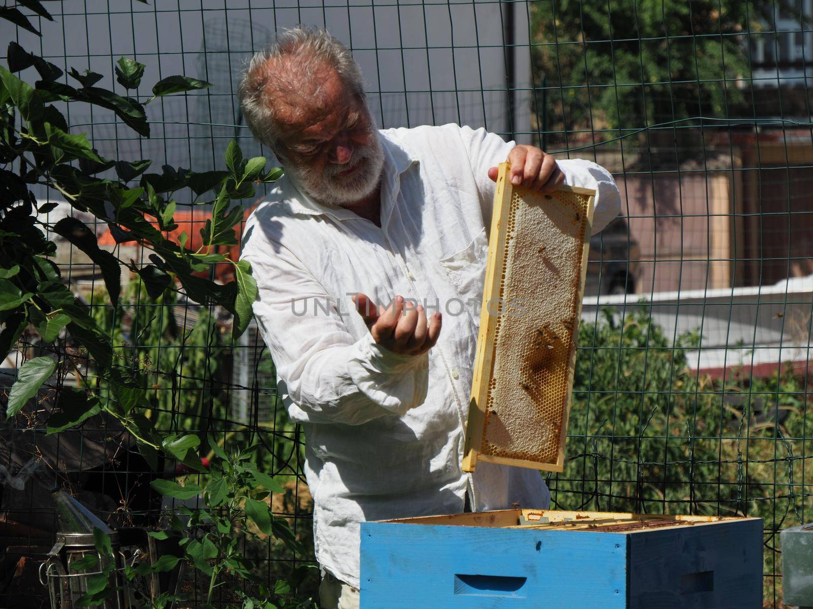 Beekeeper working with bees and beehives on the apiary. Beekeeping concept. Beekeeper harvesting honey Beekeeper on apiary.