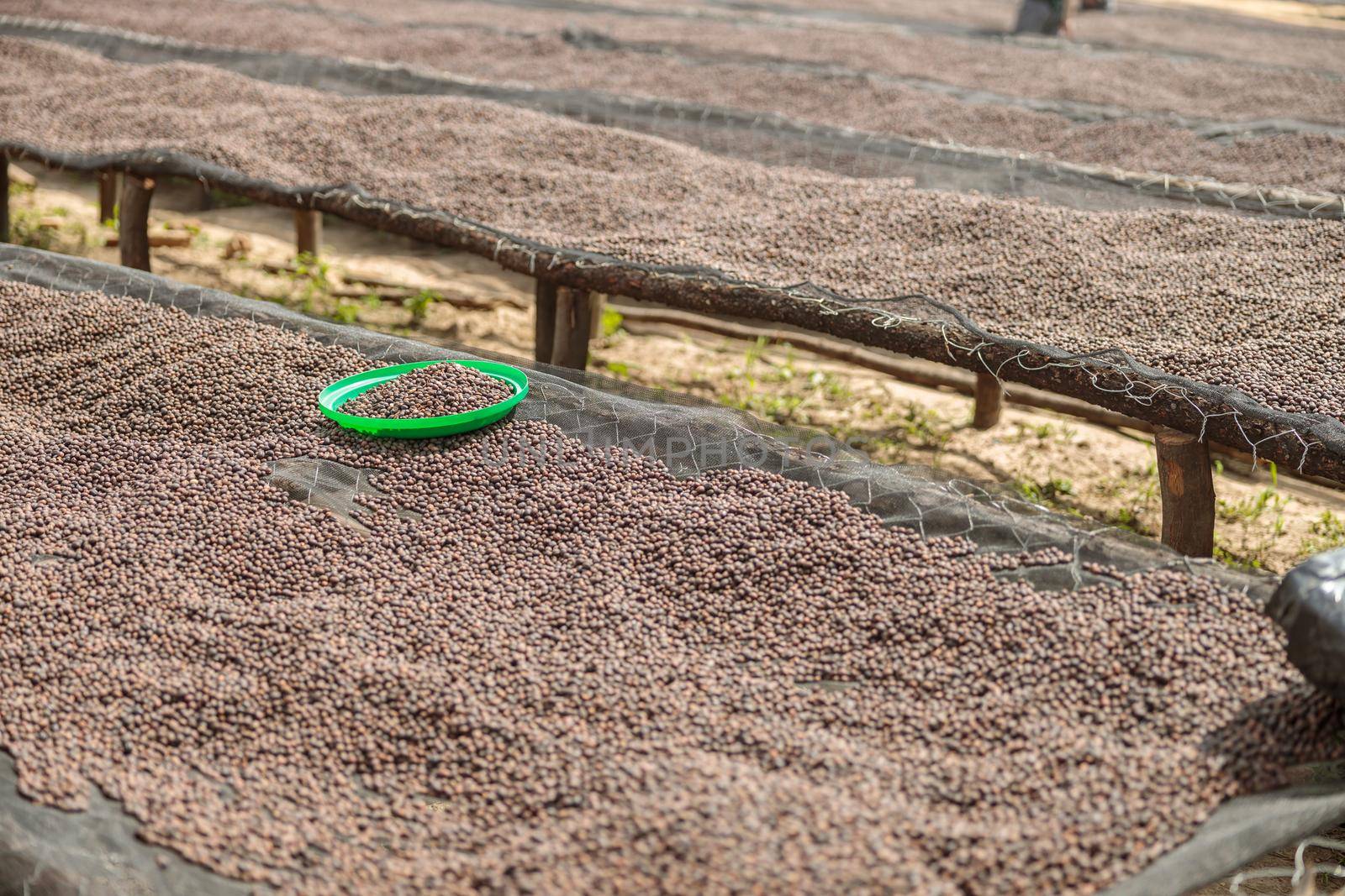Special tables for drying coffee on the farm outdoors in Africa region