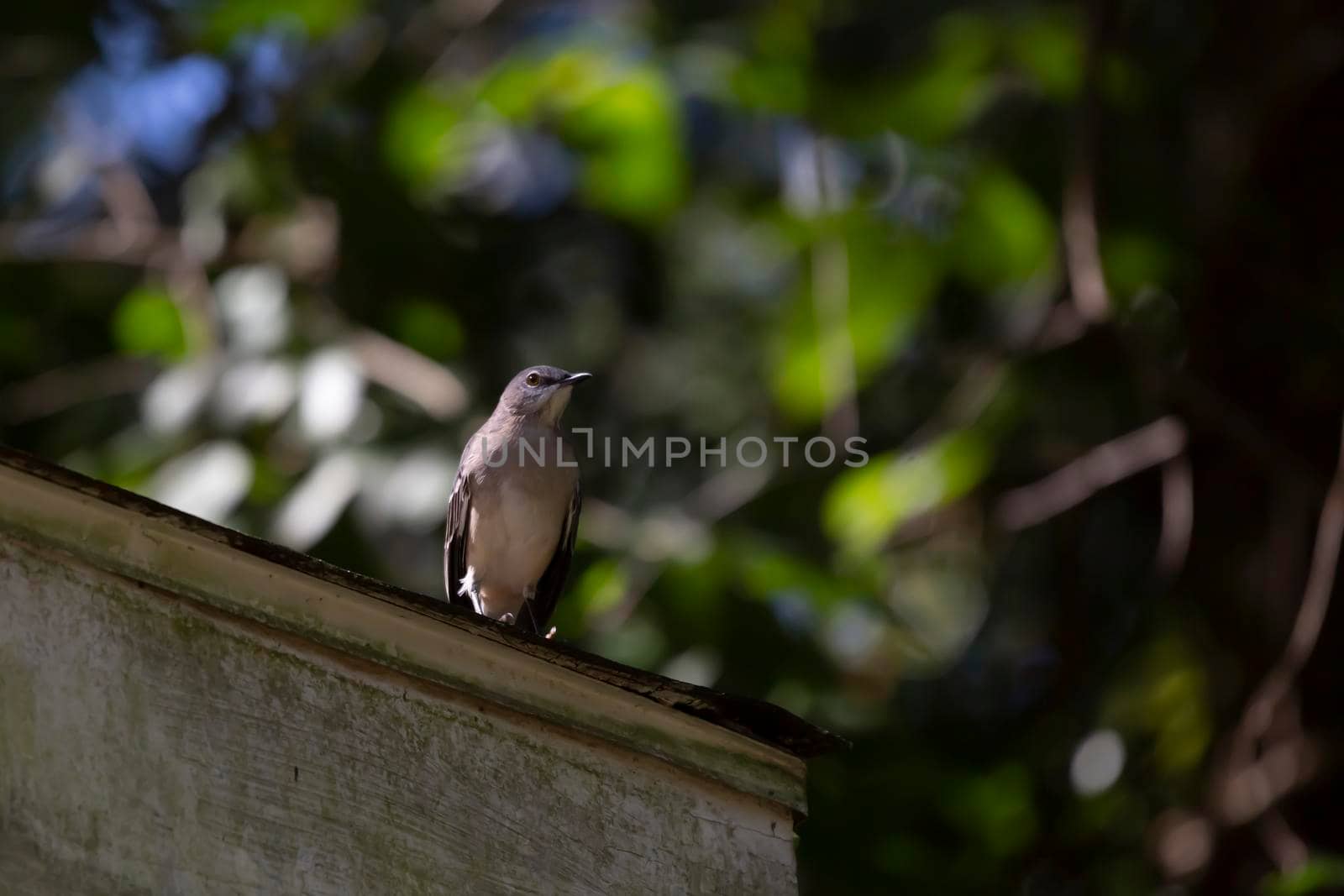 Curious nothern mockingbird (Mimus poslyglotto) looking out from its perch on a roof