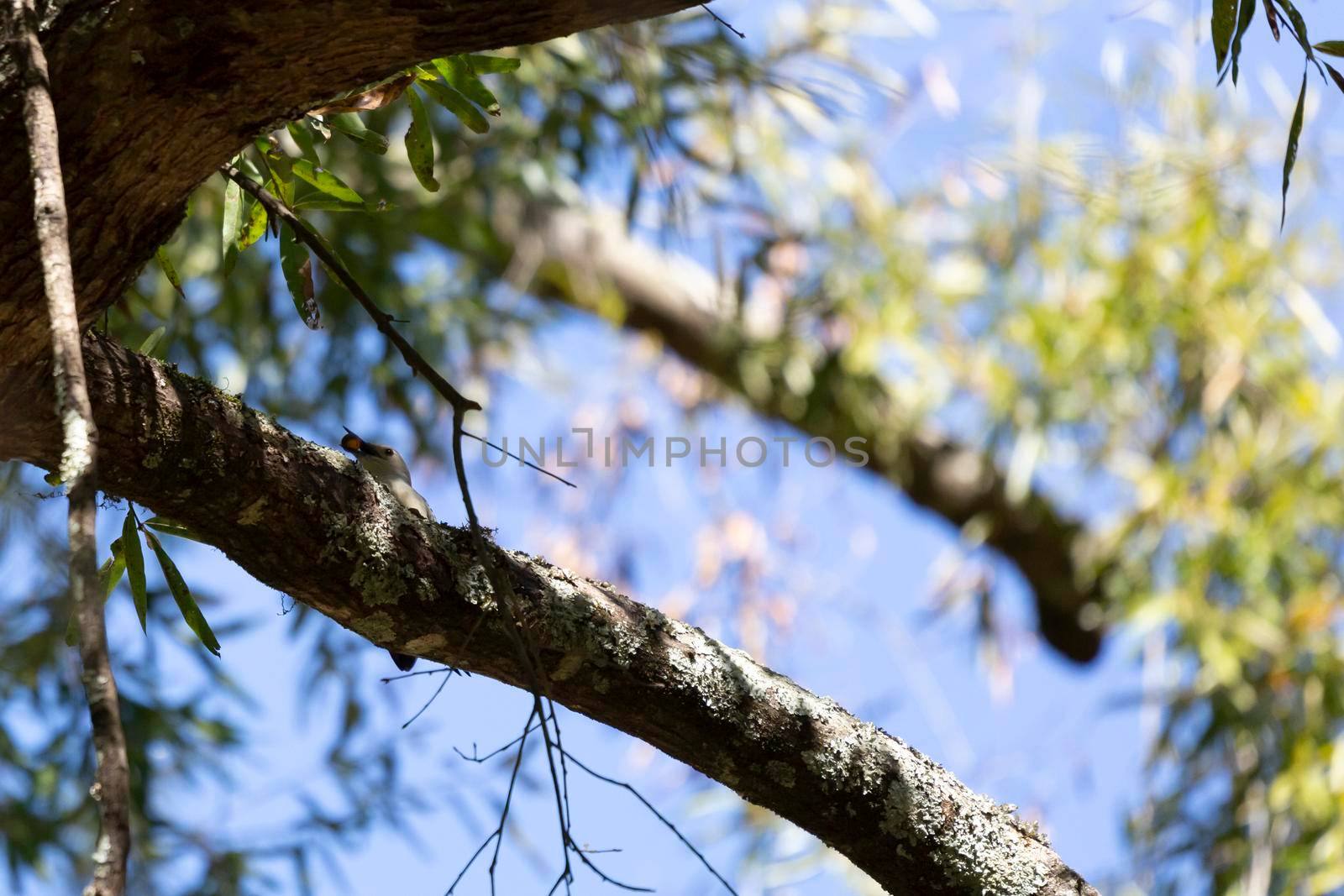 Red-bellied woodpecker (Melanerpes carolinus) eating an acorn on a tree limb