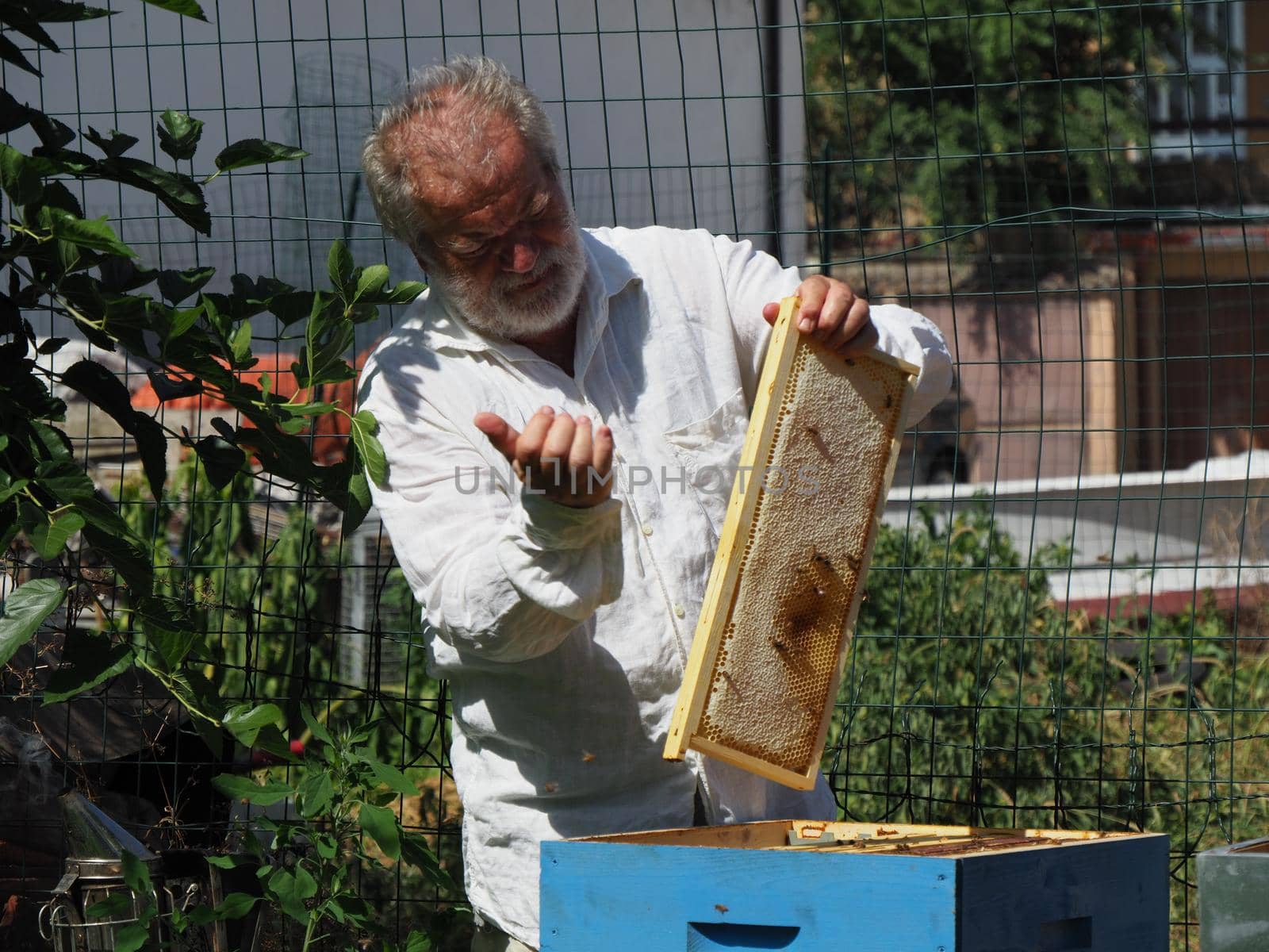 Master bee keeper pulls out a frame with honey from the beehive in the colony. by verbano