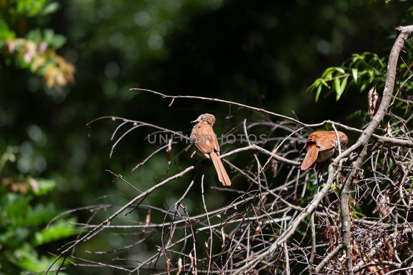 Pair of Brown Thrashers on a Limb by tornado98