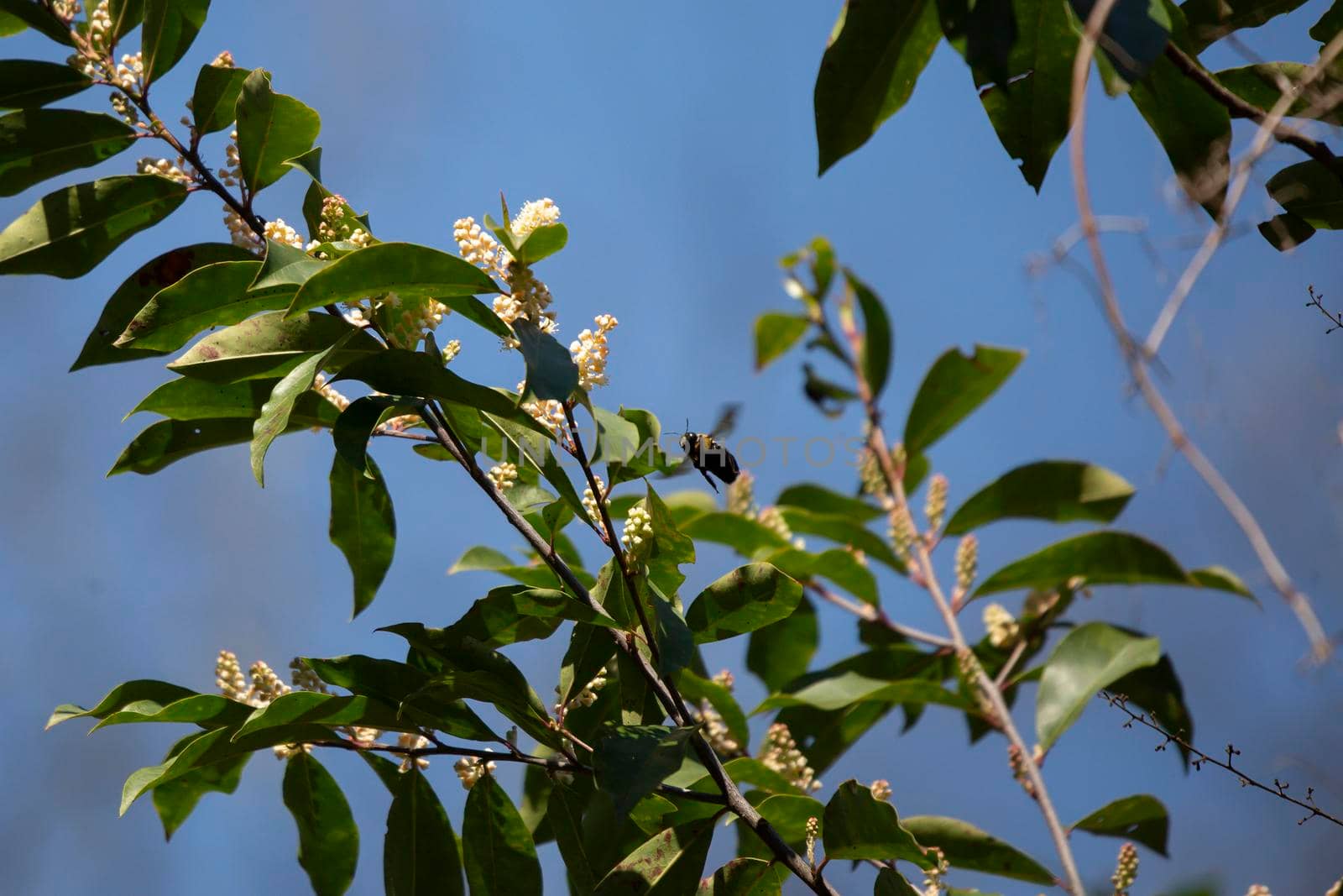 Common Eastern Bumble Bee by tornado98