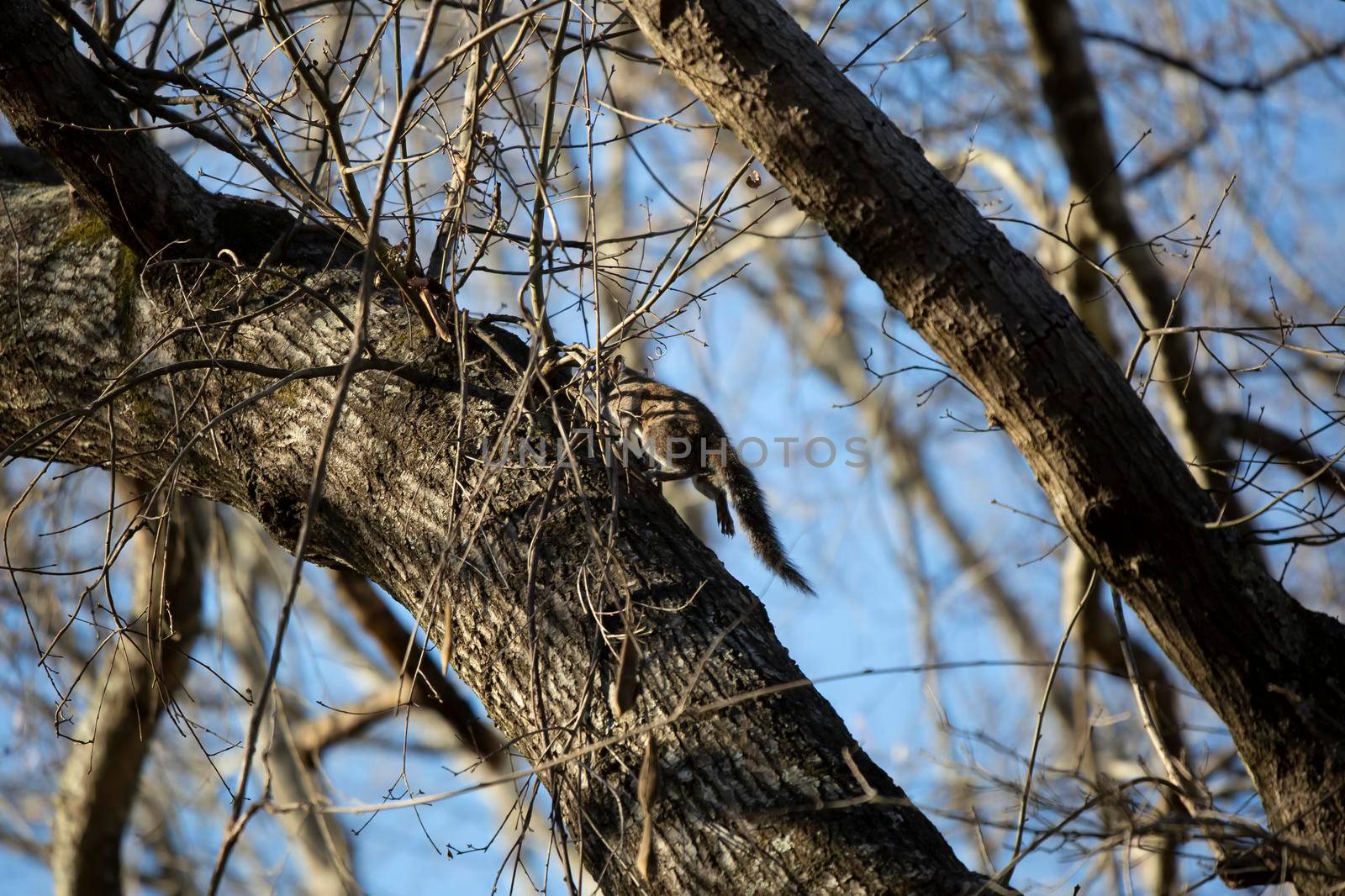 Eastern gray squirrel (Sciurus carolinensis) running up a tree