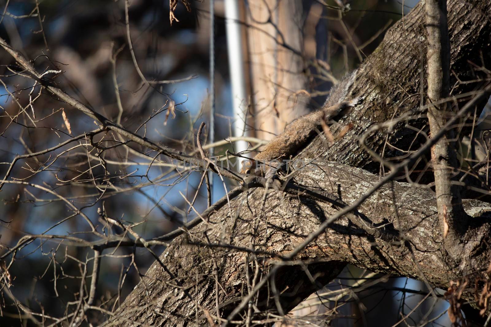 Eastern Gray Squirrel Camouflaging by tornado98