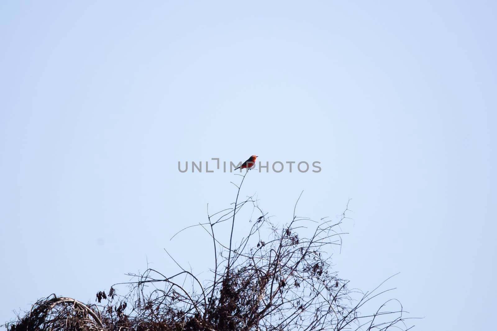 Curious vermillion flycatcher (Pyrocephalus obscurus) looking around from its perch