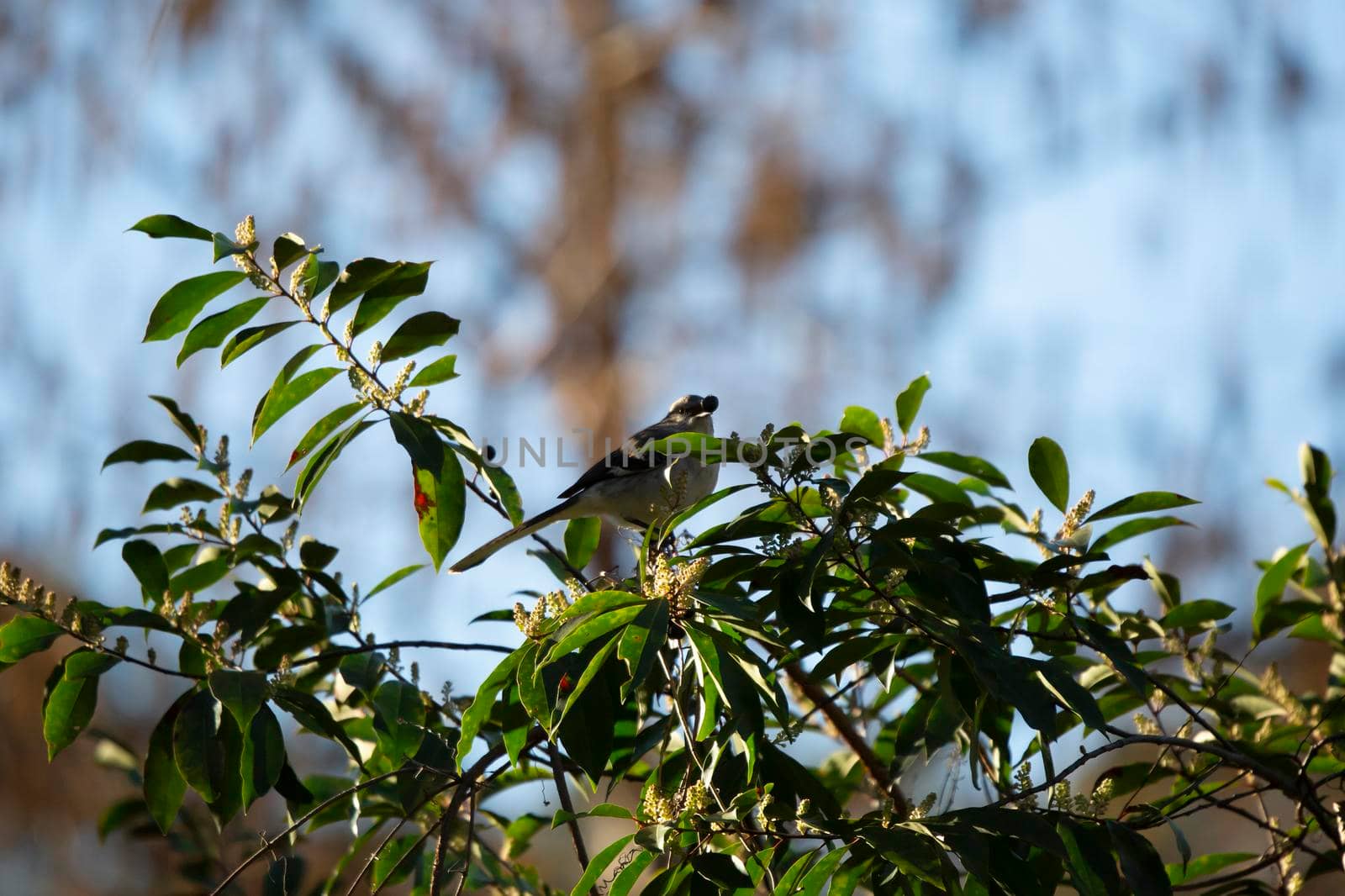 Northern mockingbird (Mimus poslyglotto) eating a berry from a bush