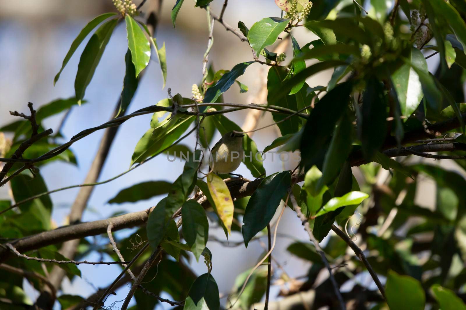 Ruby-crowned kinglet (Regulus calendula) in the shadows among green leaves