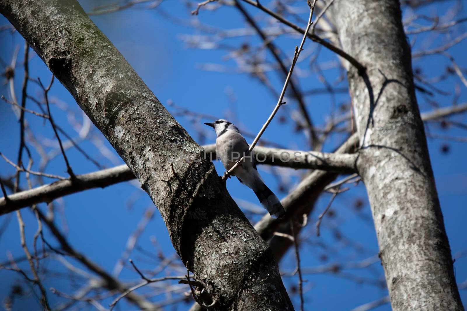 Majestic blue jay (Cyanocitta cristata) looking out cautiously from its perch on a tree