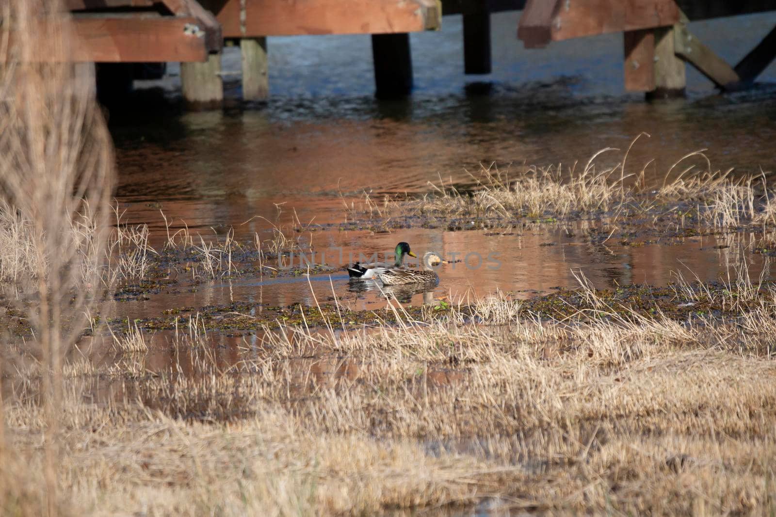 Mallard Drake and Hen Swimming by tornado98