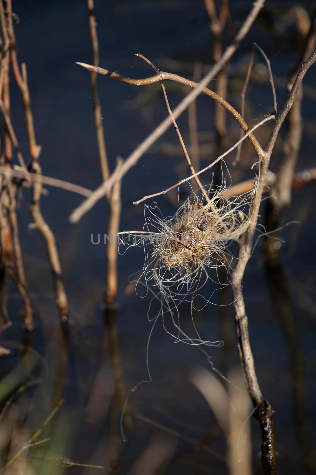 Tangled fishing line in a ball near plants jutting out of shallow water