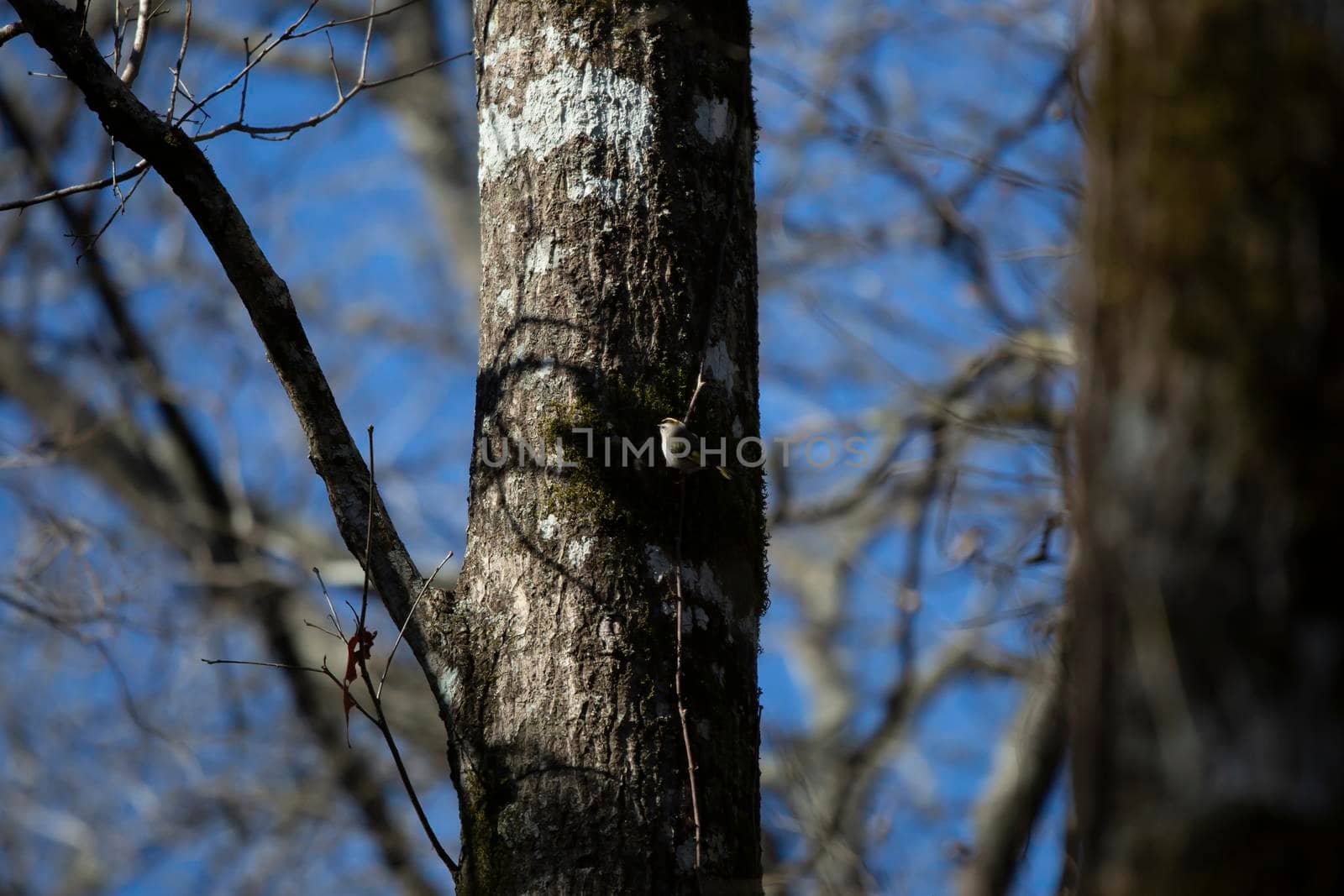 Golden-crowned kinglet (Regulus satrapa) looking around from its perch on a small tree branch