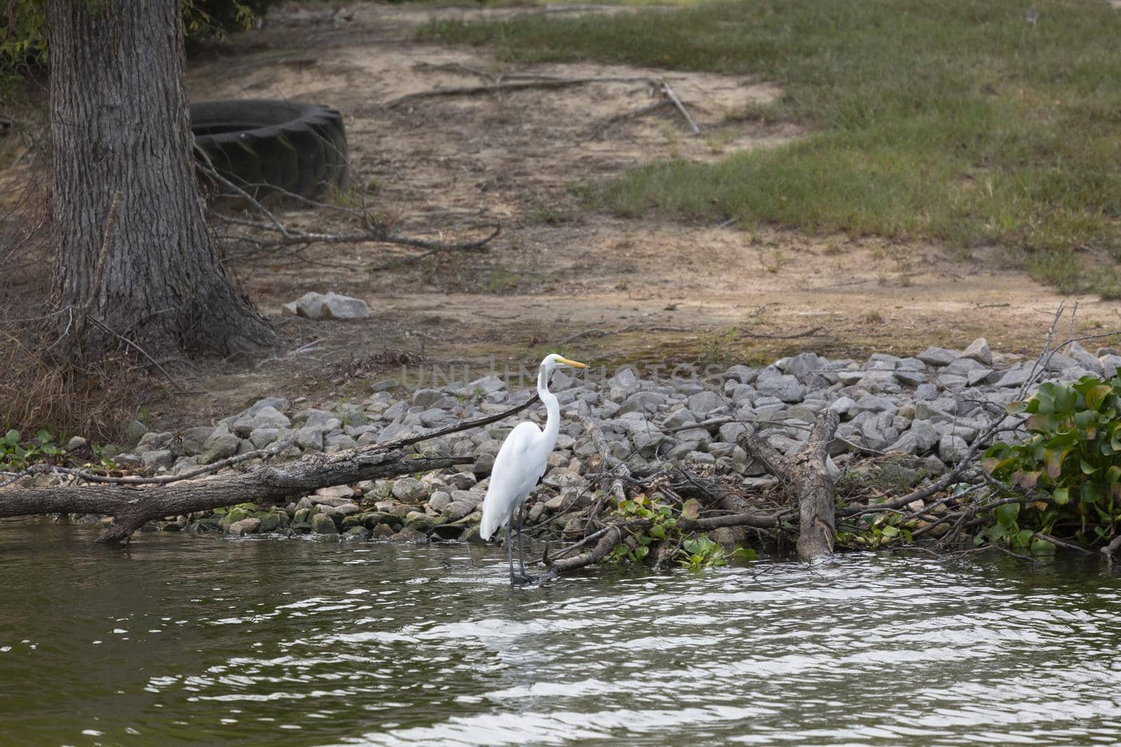 Great Egret by tornado98