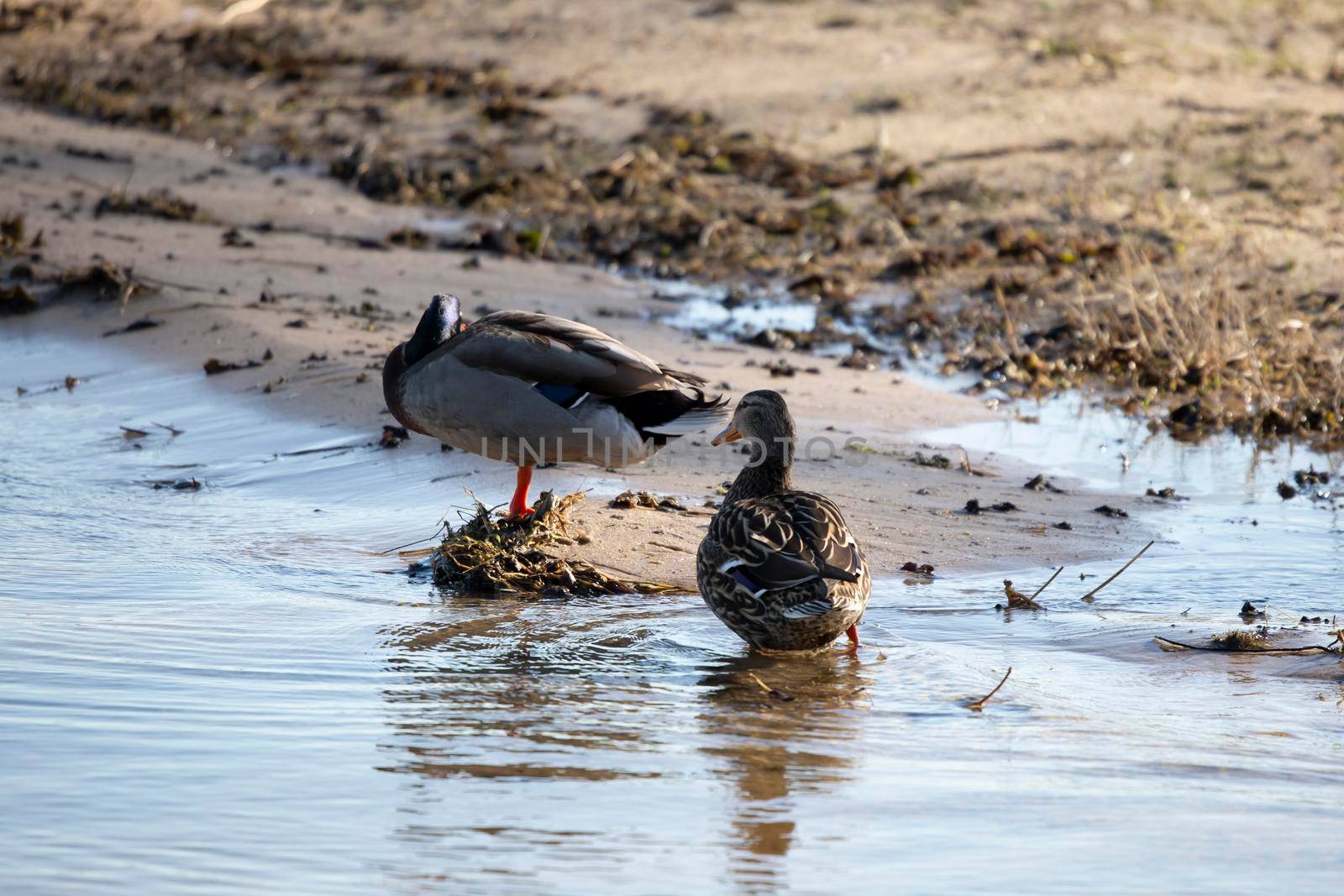 Mallard hen and drake (Anas platyrhynchos) near the shore