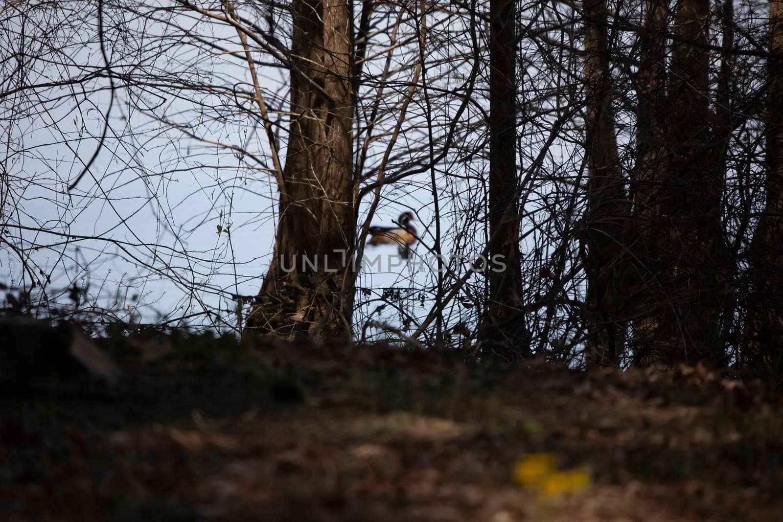 Out of focus wood duck drake (Aix sponsa) swimming past an in focus shoreline