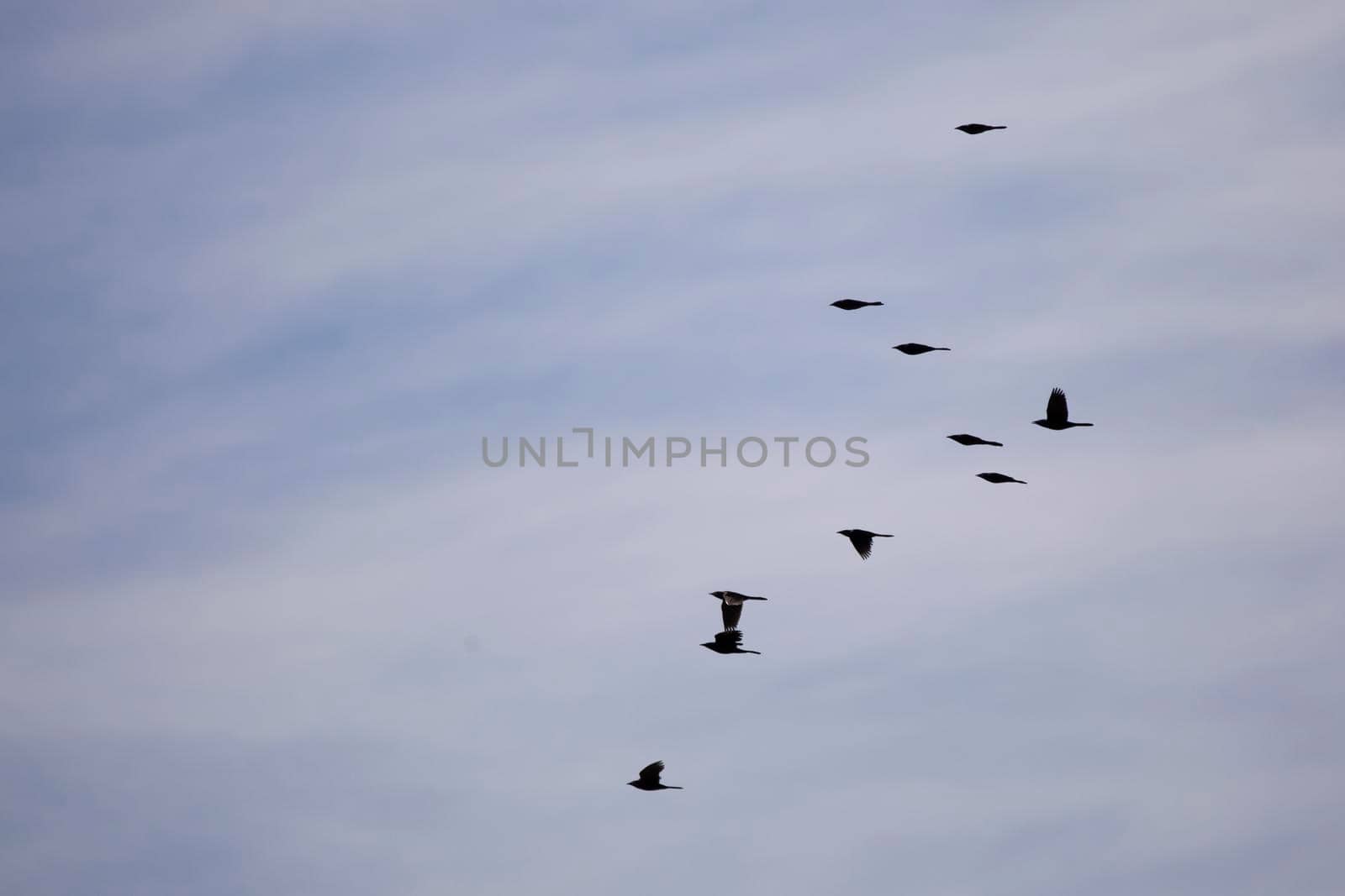 Flock of common grackles (Quiscalus quiscula) soaring through a blue sky covered with white, clouds