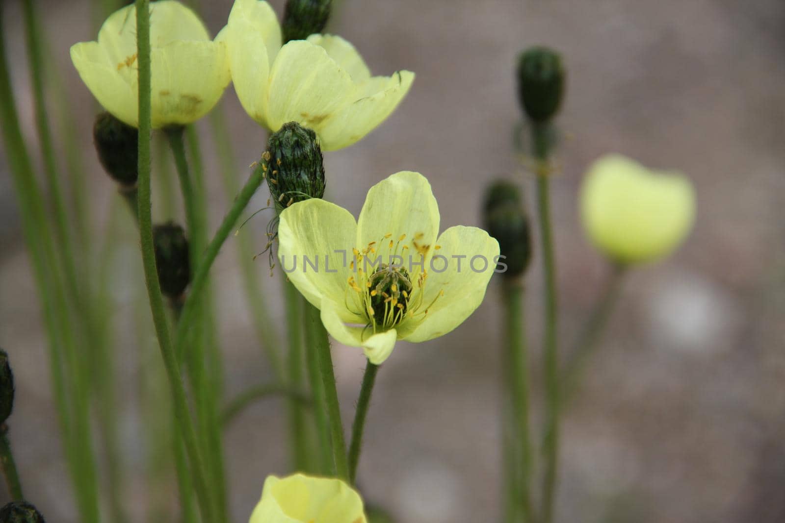 Papaver radicatum is a species of poppy known by the common names Arctic poppy, rooted poppy, and yellow poppy. It is a flowering plant in the family Papaveraceae