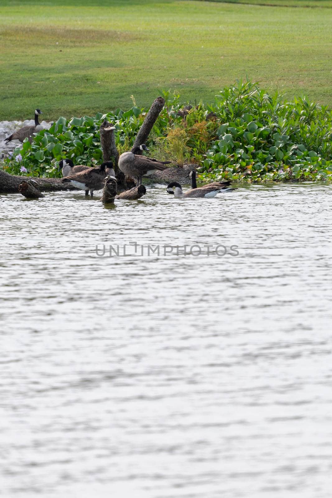 Canada geese (Branta canadensis) grooming as they forage near floating plants in shallow water