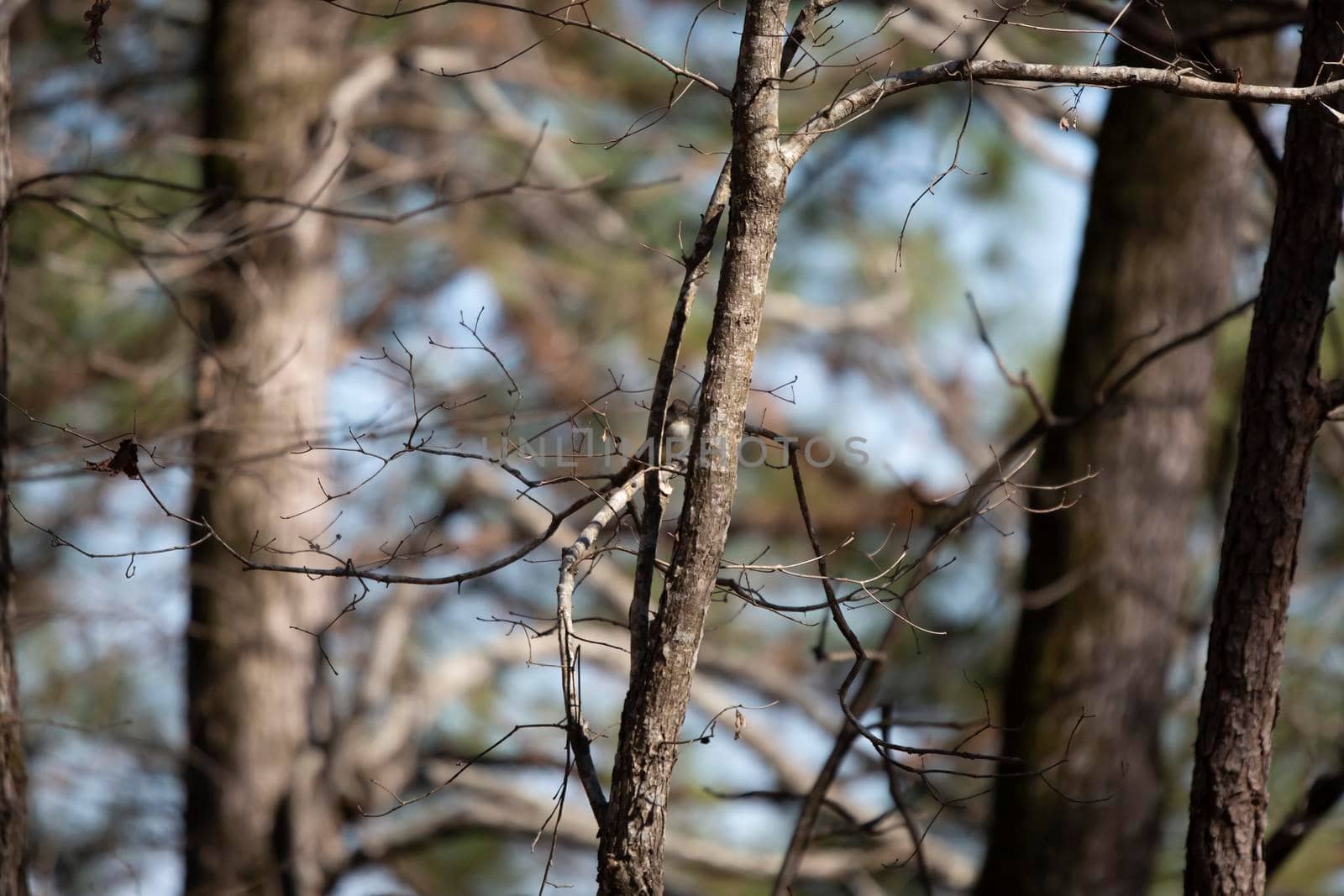 Sassy Eastern Phoebe by tornado98