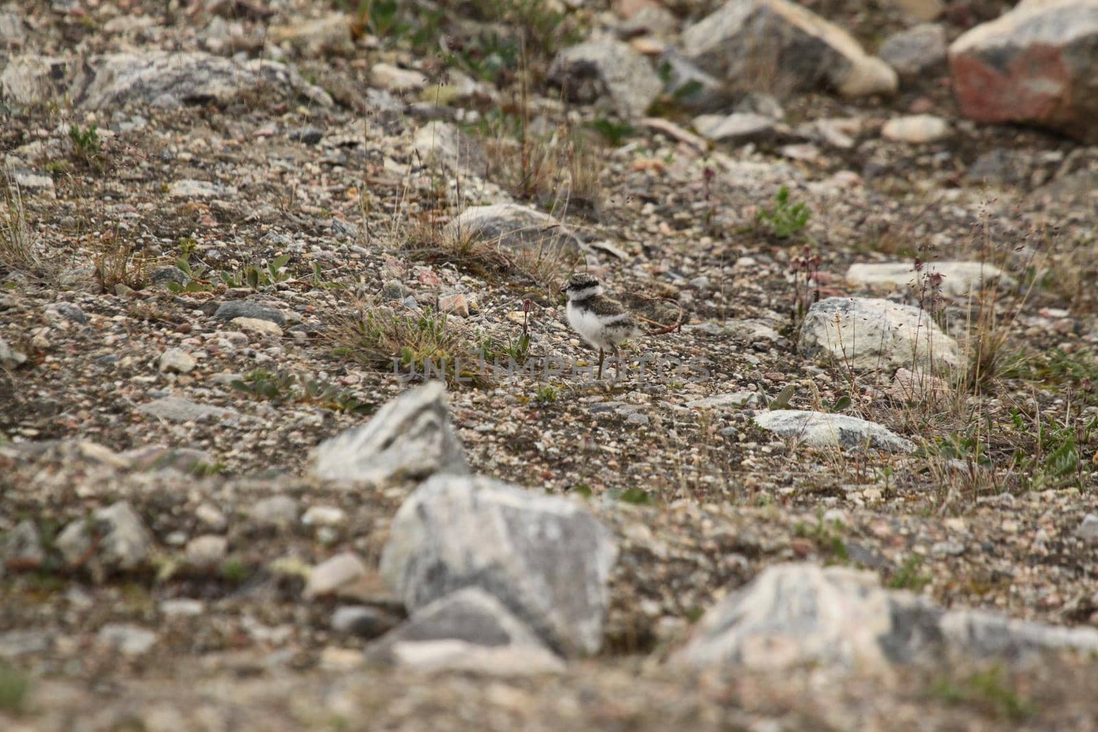A young common ringed plover walking along a rocky tundra in Canada's arctic. Near Pond Inlet, Nunavut