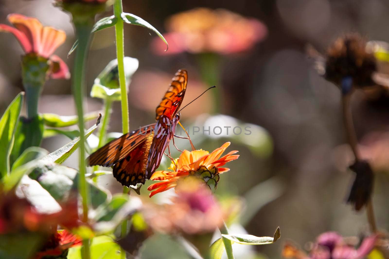 Gulf fritillary butterfly (Agraulis vanillae) on an orange zinnia flower, with copy space on the right