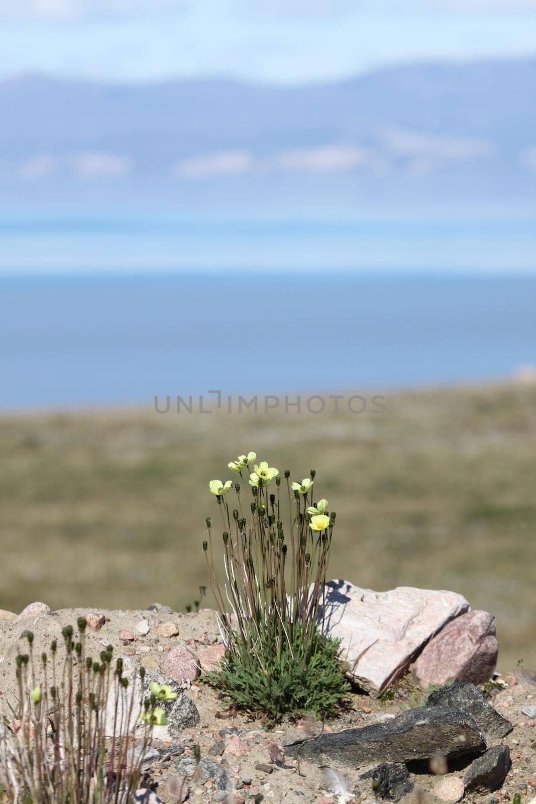 Arctic poppy flowering on a bare rock in the arctic, Pond Inlet, Nunavut by Granchinho