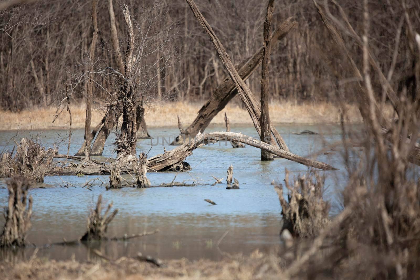 Waterway filled with stumps and fallen trees in a forest