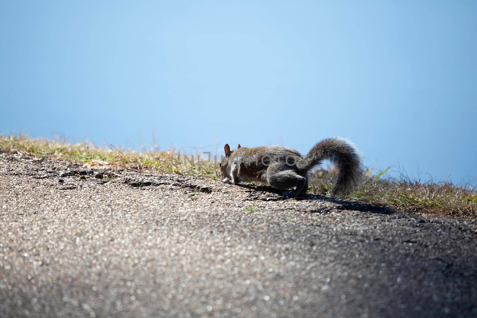 Eastern gray squirrel (Sciurus carolinensis) sniffing the ground as it walks along grass edging an aspalt path