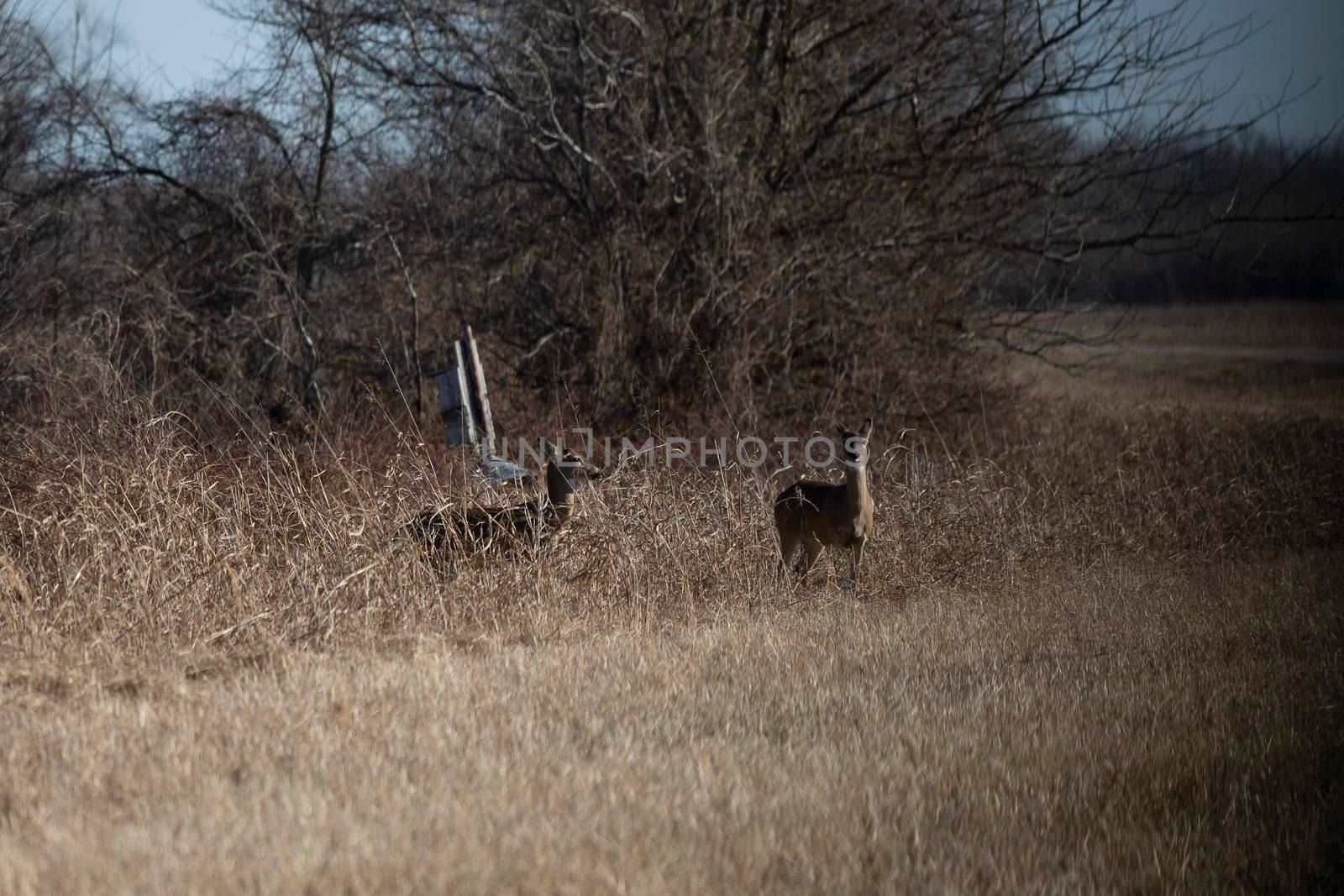 Pair of white-tailed deer does (Odocoileus virginianus) standing in camouflage, while one looks on alert and the other watches the alert deer