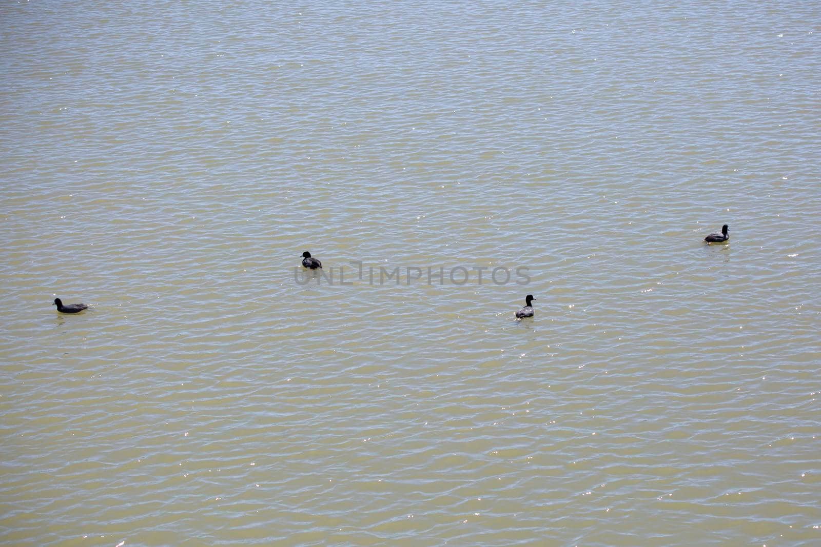 Four American Coots Swimming by tornado98