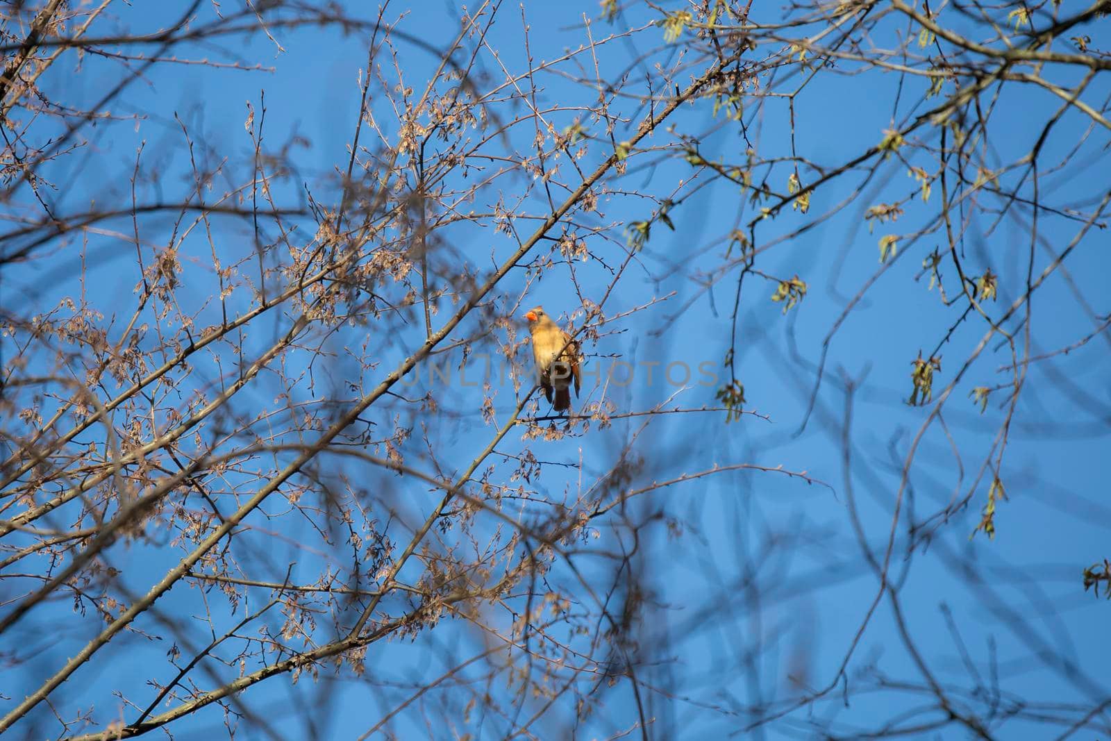 Female northern cardinal (Cardinalis cardinalis) looking out from a tree branch with the blue sky in the background