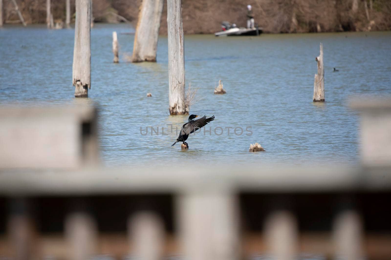Adult double-crested cormorant (Phalacrocorax auritus) perched on a dead tree stump, pumping its wings out to dry