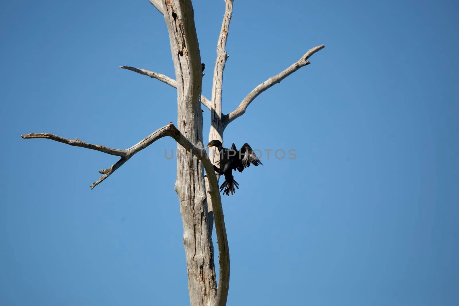Adult double-crested cormorant (Phalacrocorax auritus) landing on a dead tree